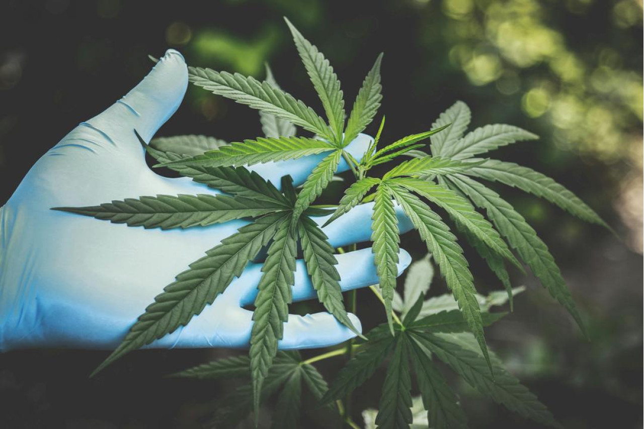 Що таке CBD? Відповіді на всі ваші запитання про CBD